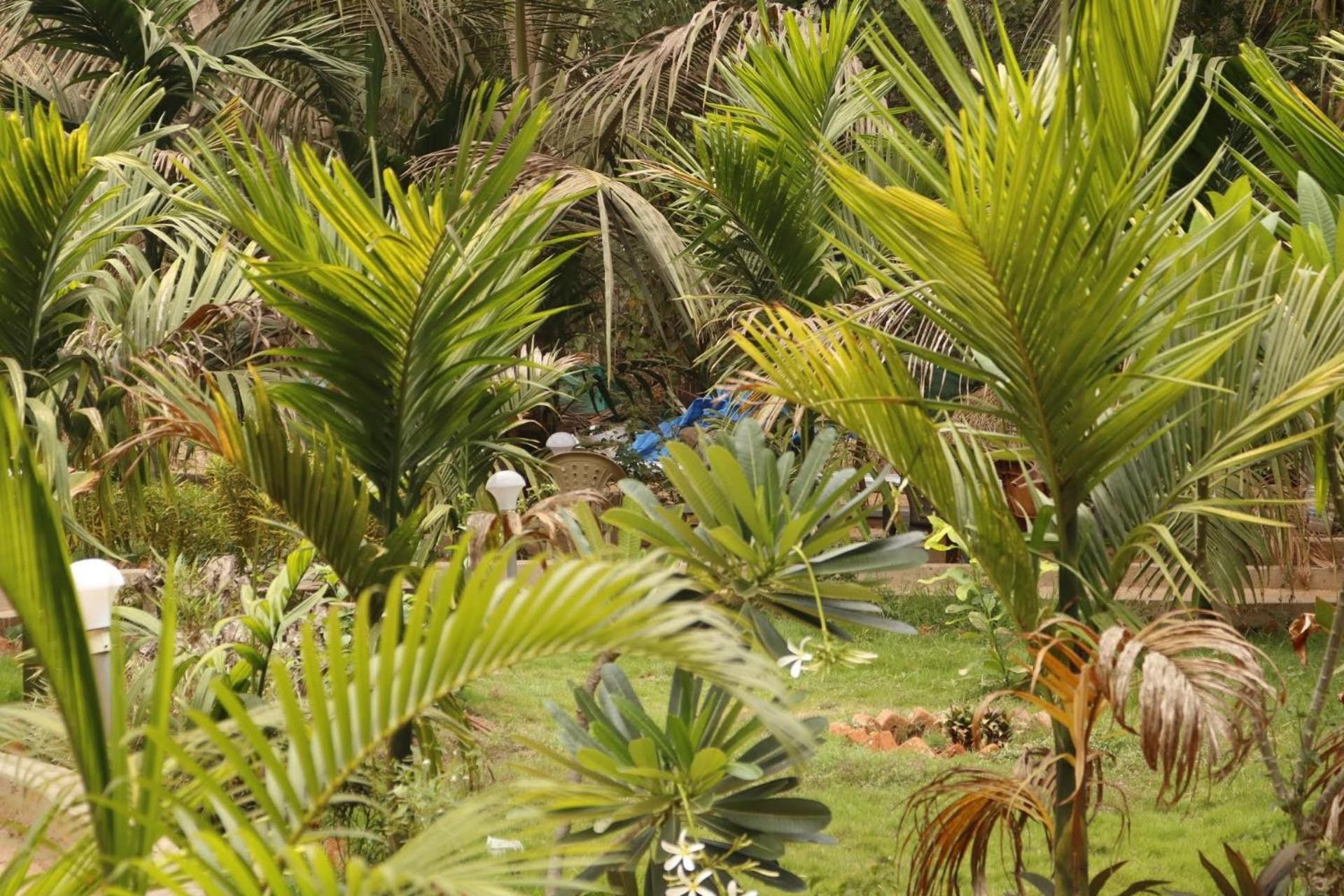 Lavish Exotic Hotel & Apartments Arambol Extérieur photo